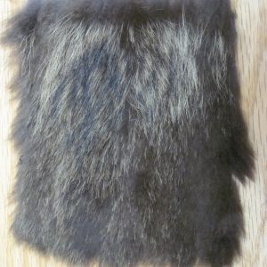 Coyote